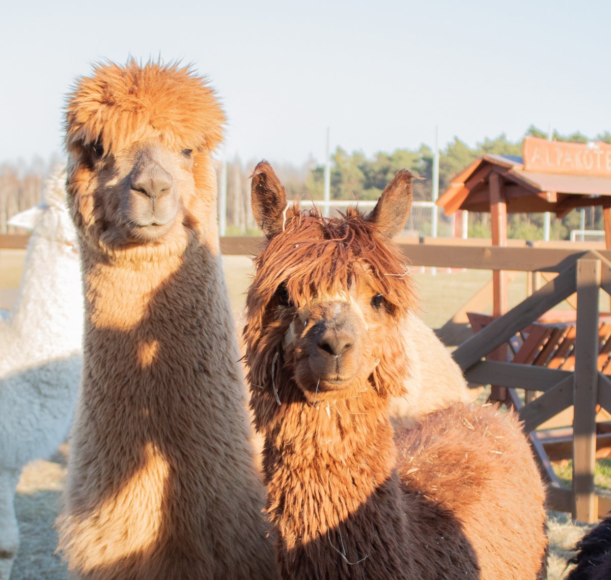 SPACERY Z ALPAKAMI
