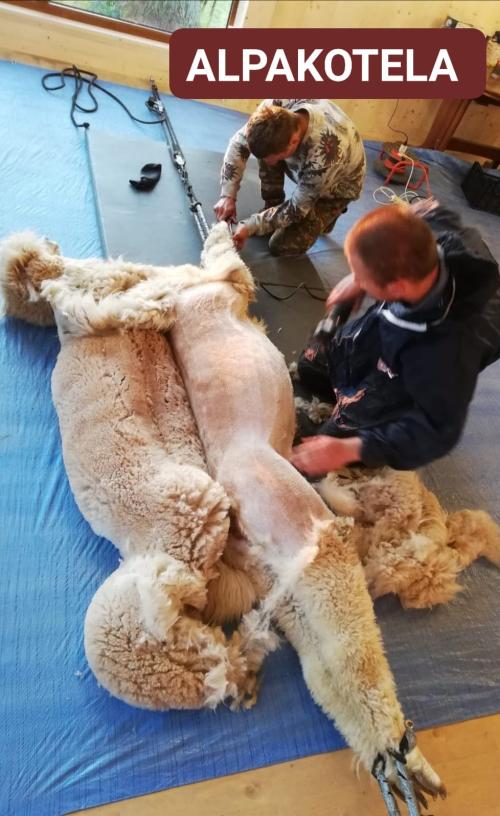 Poskrom do zabiegów zootechnicznych